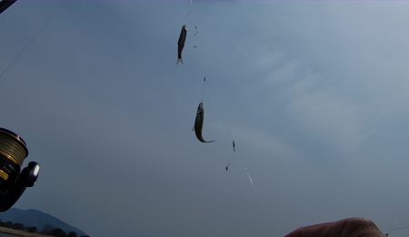 少し季節遅れのホンモロコ釣り